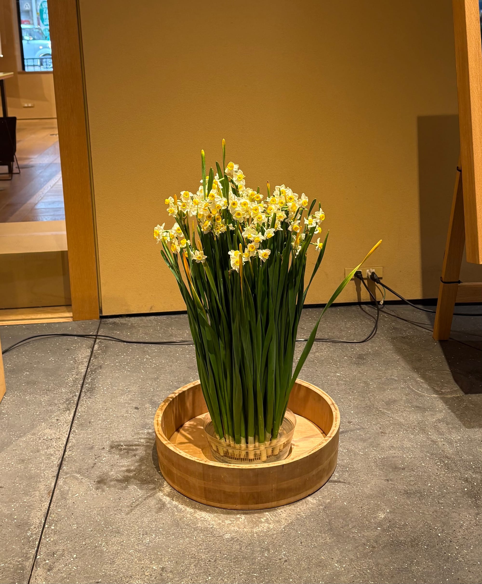 You'll see the narcissus everywhere in Kyoto in January