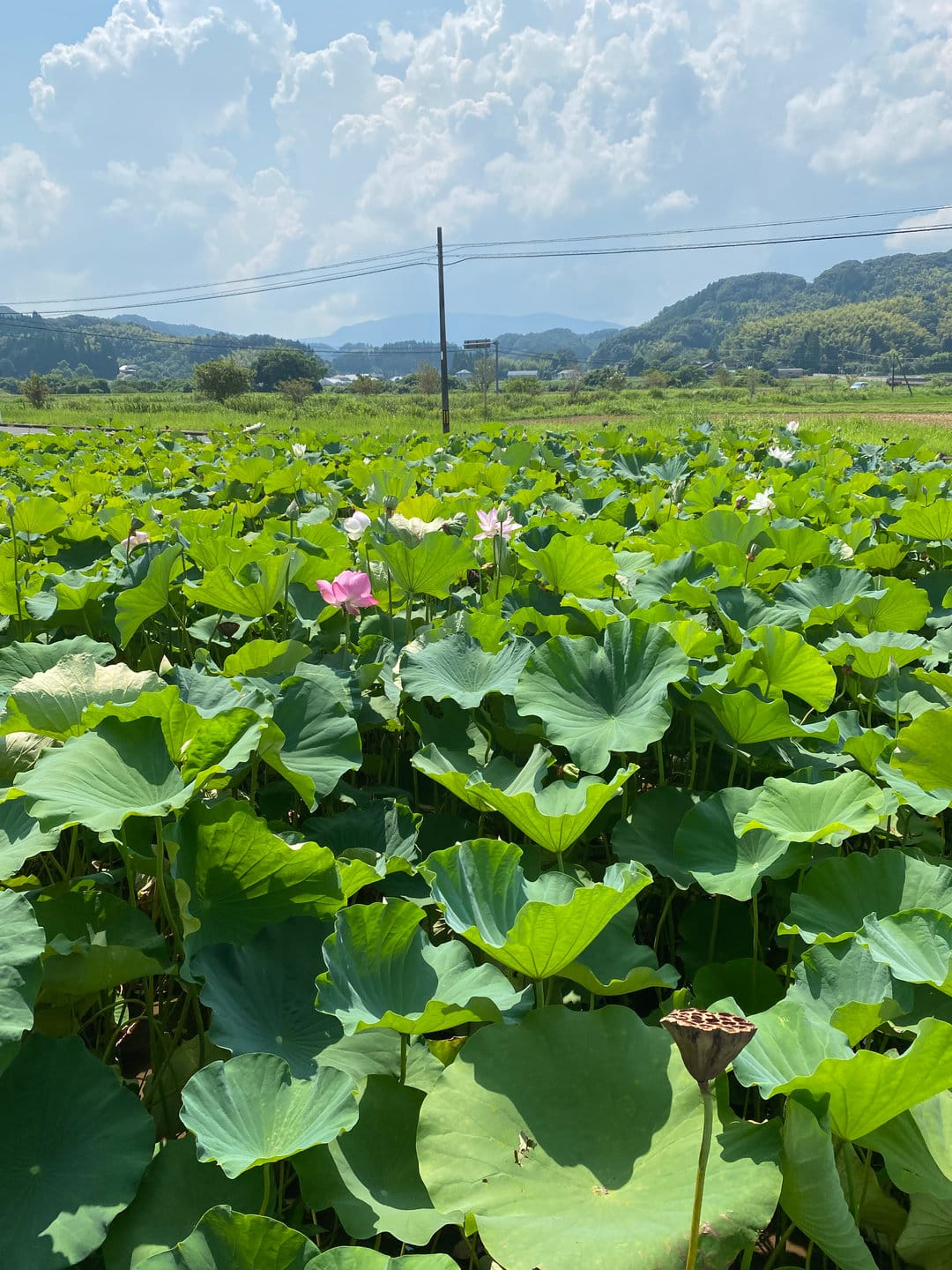 Obon Festival: Honoring Ancestors and Cherishing Family Connections