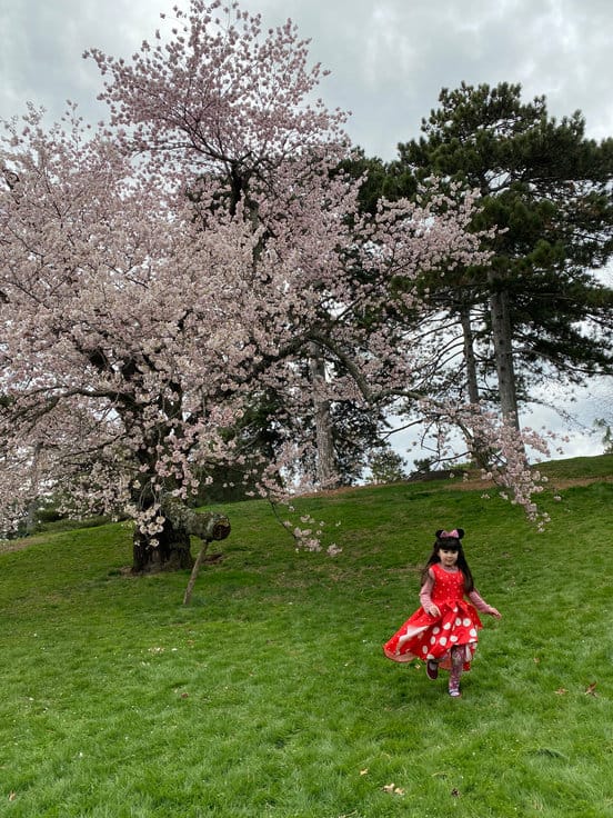 Cherry Blossoms and New Beginnings: Embracing Spring’s Transitions