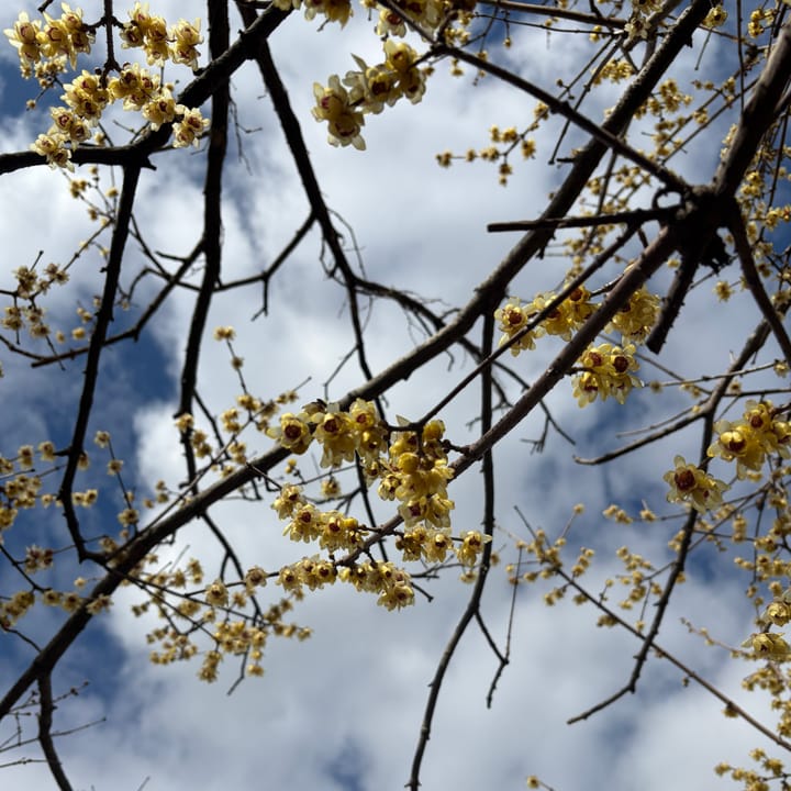 Setsubun and Risshun: the changing of the seasons